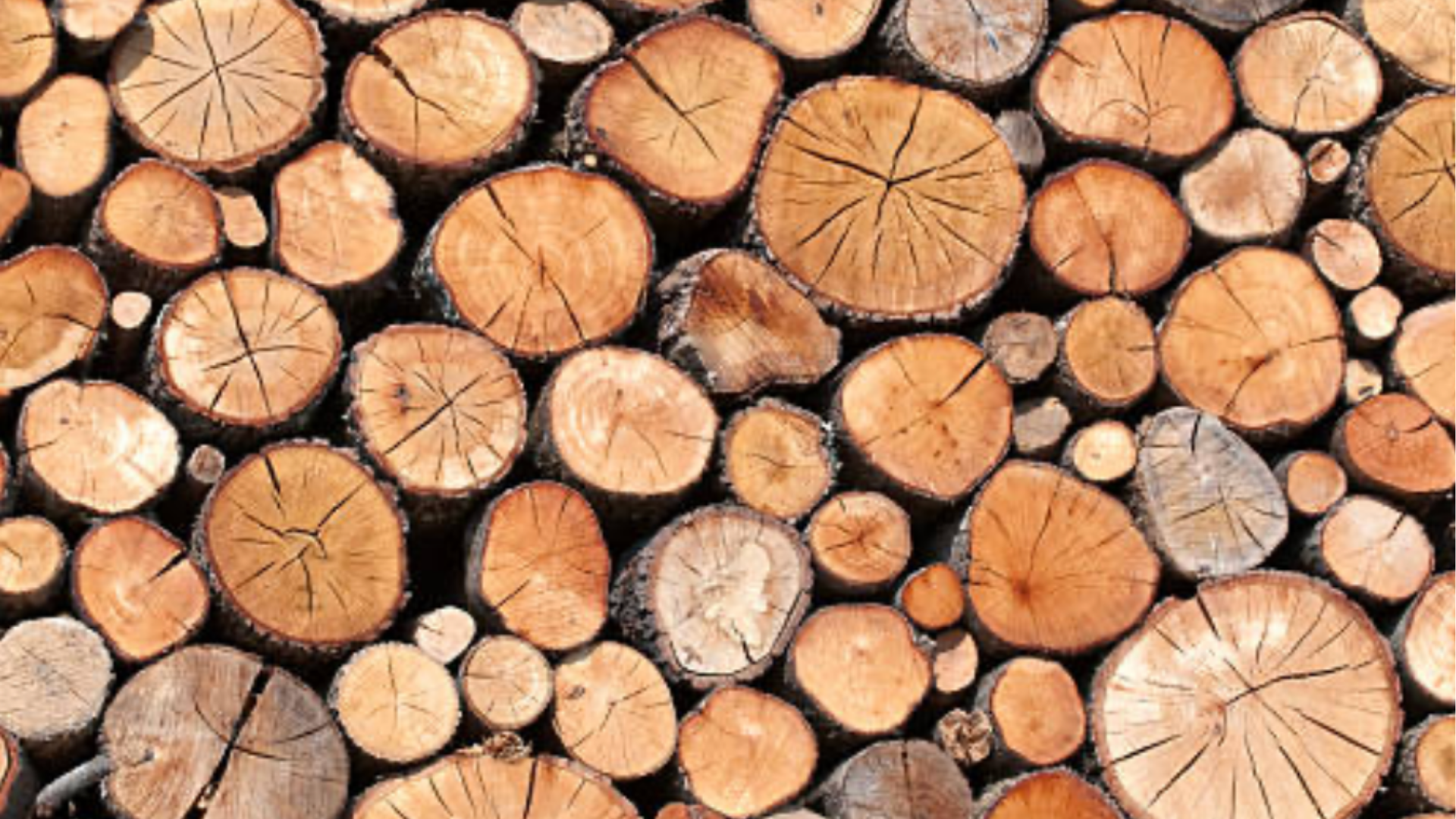 Bûches de bois